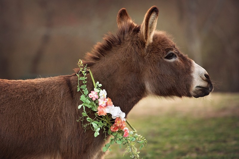 Donkey-With-Flowers