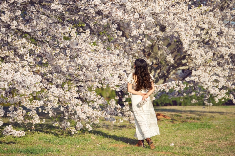 Seniors Cherry Blossom Trees