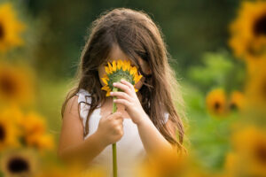 Sunflower Field Photography