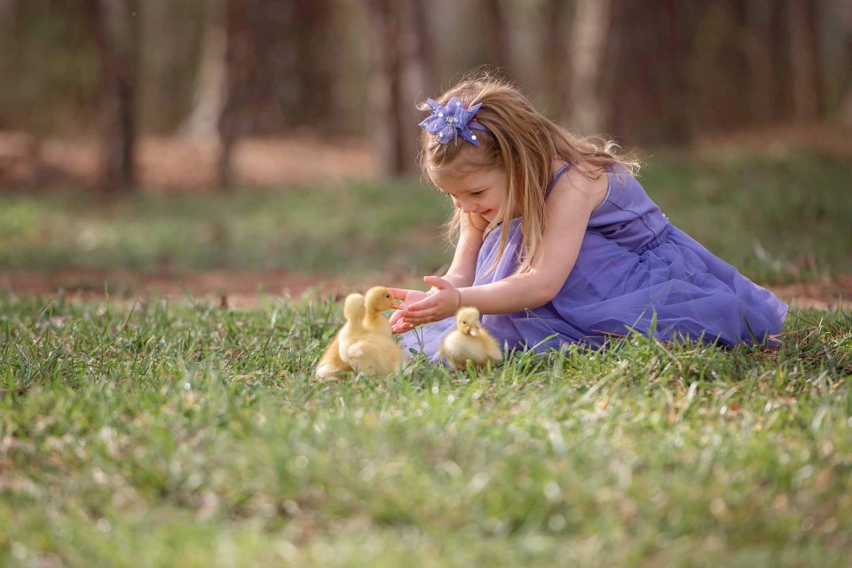 duckling-whispers-animal-photography